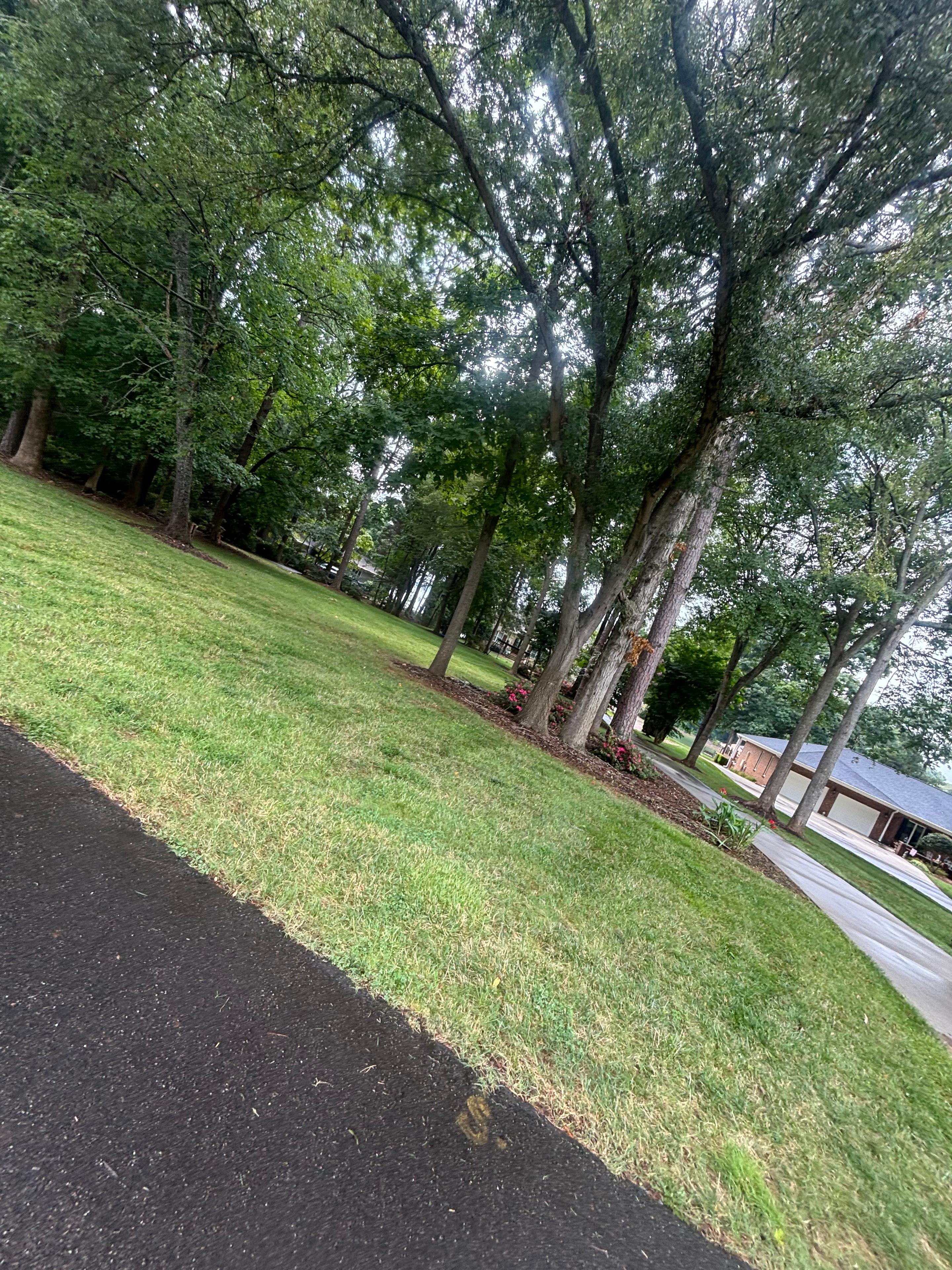 Aeration, Overseeding & Trimming